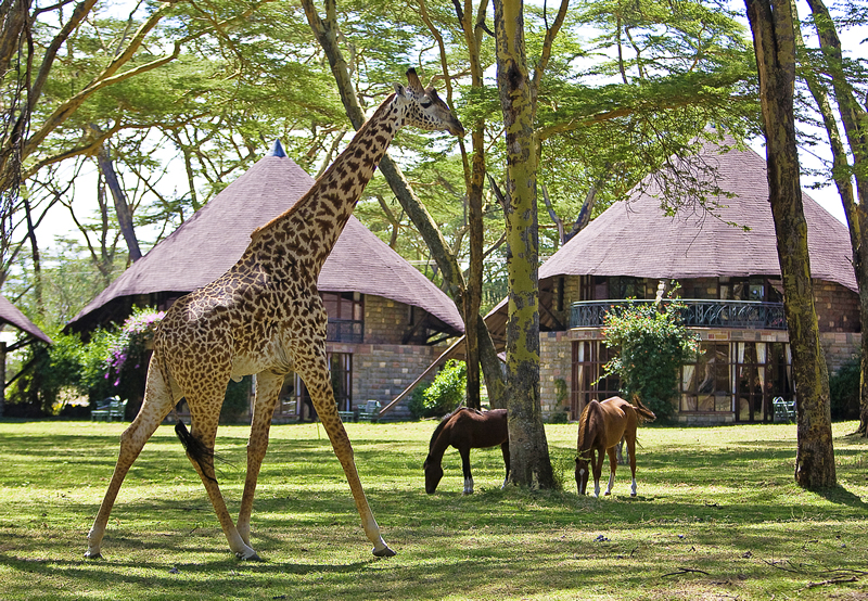 lake-naivasha-sopa-lodgegiraffe and horses in the gardens