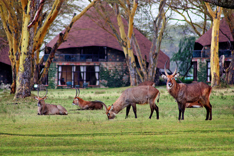 lake-naivasha-sopa-lodgewaterbucks in the vicinity