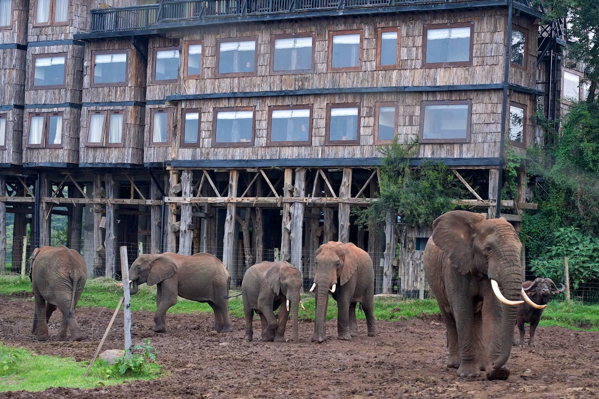 treetop safari lodge kenya